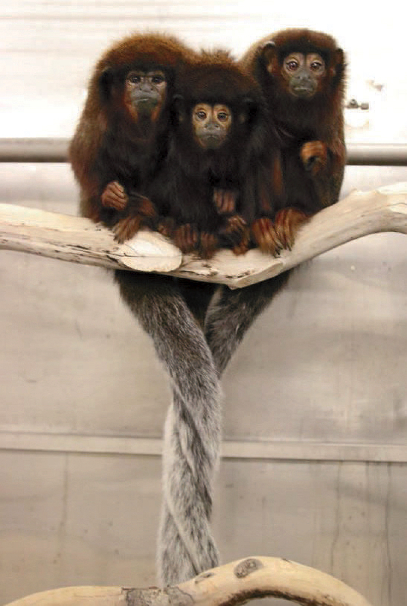 Ppair-bonded titi monkeys intertwine their tails as they surround their male offspring
